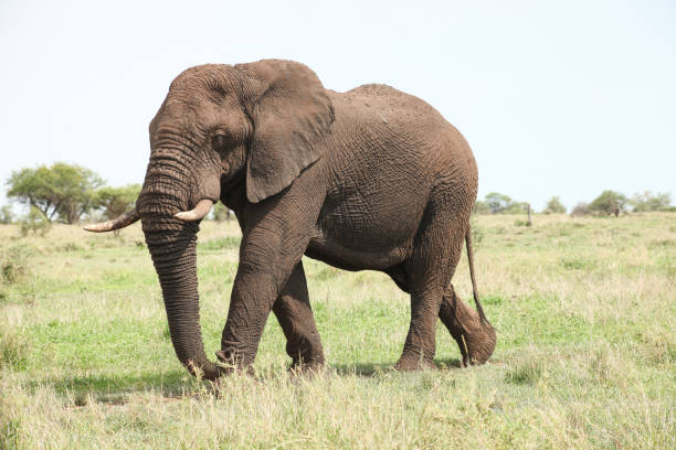 istock African Elephants in South African game reserve 981653202