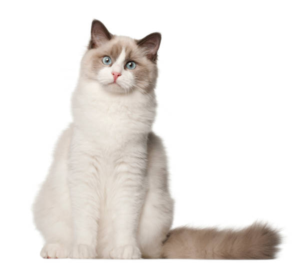 istock Ragdoll cat, 6 months old, sitting in front of white background 981653260