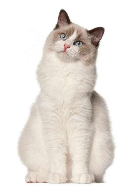 istock Ragdoll cat, 6 months old, sitting in front of white background 981653294