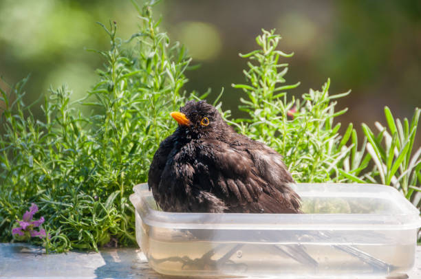 バルコニーに水を入れたボウルで面白い入浴ブラックバード - birdbath ストックフォトと画像