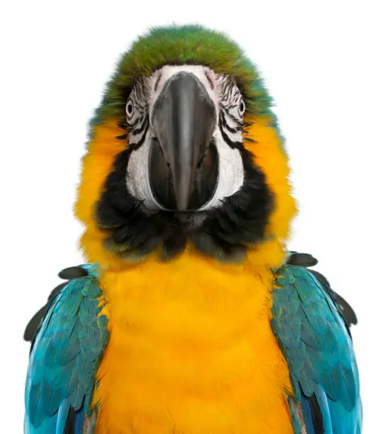 Photo of Portrait of Blue and Yellow Macaw, Ara Ararauna, in front of white background