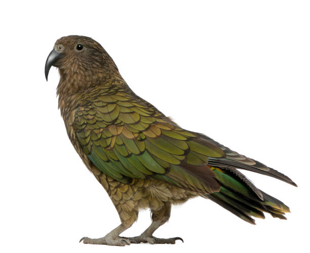 istock Kea, Nestor notabilis, a parrot, standing in front of white background 981653754