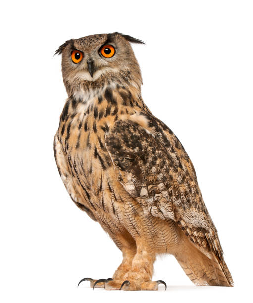 Portrait of Eurasian Eagle-Owl, Bubo bubo, a species of eagle owl, standing in front of white background Portrait of Eurasian Eagle-Owl, Bubo bubo, a species of eagle owl, standing in front of white background eurasian eagle owl stock pictures, royalty-free photos & images
