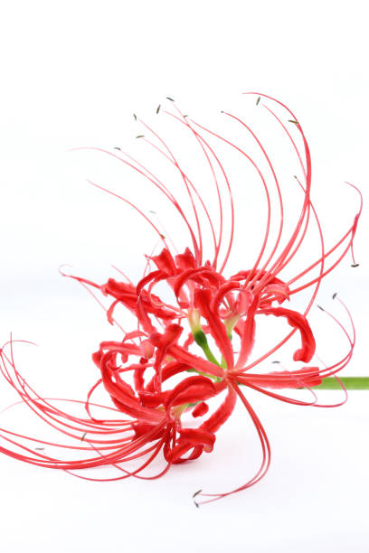 amaryllis amaryllis red spider lily stock pictures, royalty-free photos & images