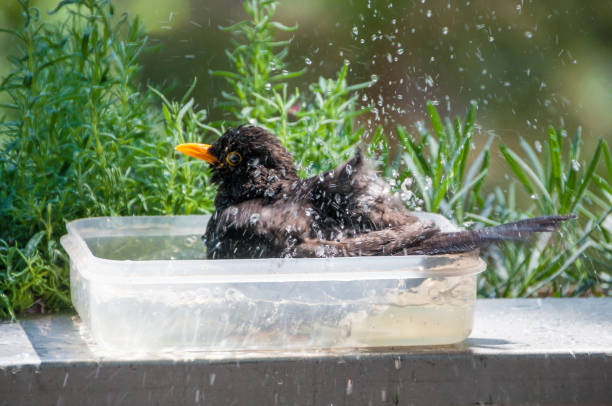 A beautiful male blackbird standing on edge of a birdbath on green grass nature blurred background. Feeding birds in spring season garden in The UK.