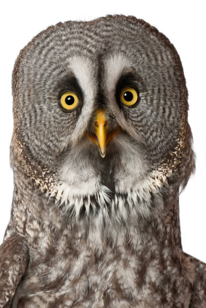 portrait of great grey owl or lapland owl, strix nebulosa, a very large owl, in front of white background - great white owl imagens e fotografias de stock