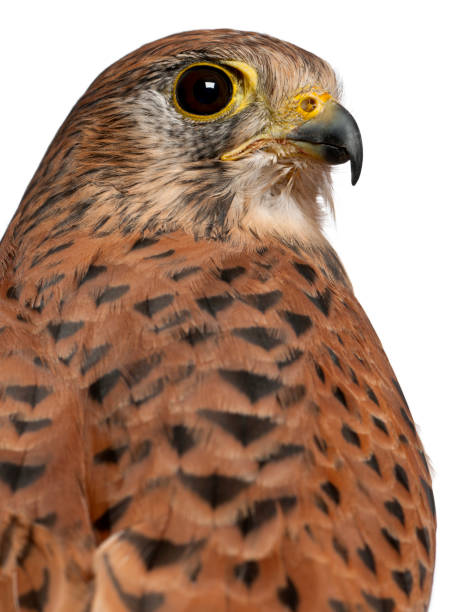 porträt von turmfalken falco tinnunculus, ein raubvogel vor weißem hintergrund - kestrel hawk beak falcon stock-fotos und bilder