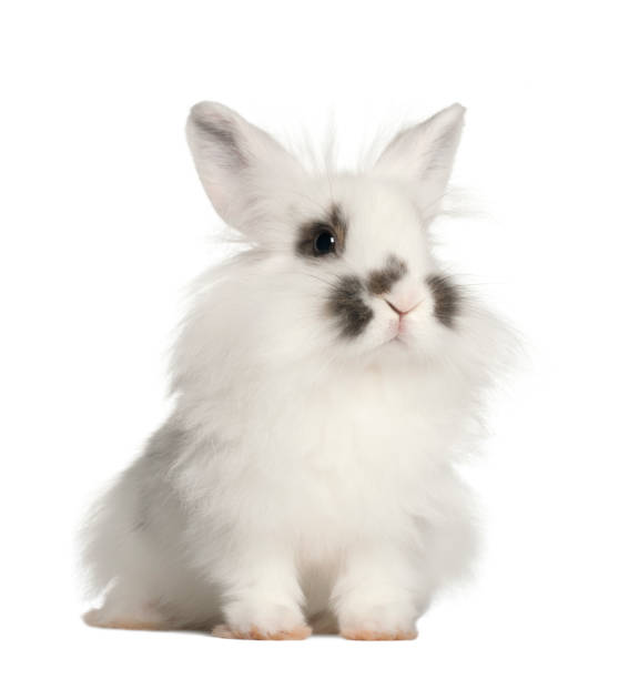 istock Rabbit sitting in front of white background 981658362