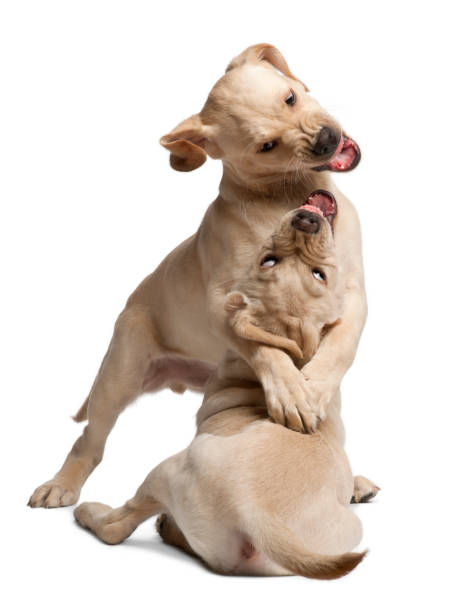 istock Young Labrador Retriever, 4 months old 981659300
