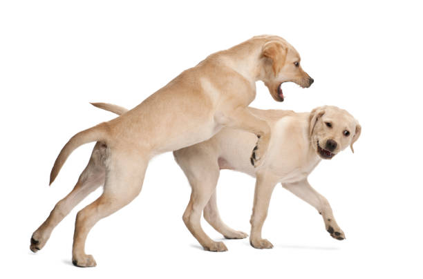 istock Young Labrador Retriever, 4 months old 981660548