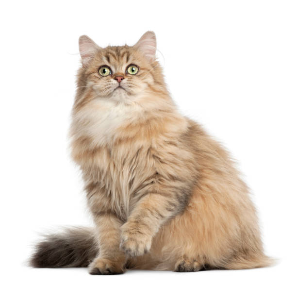 istock British Longhair cat, 4 months old, sitting against white background 981660558