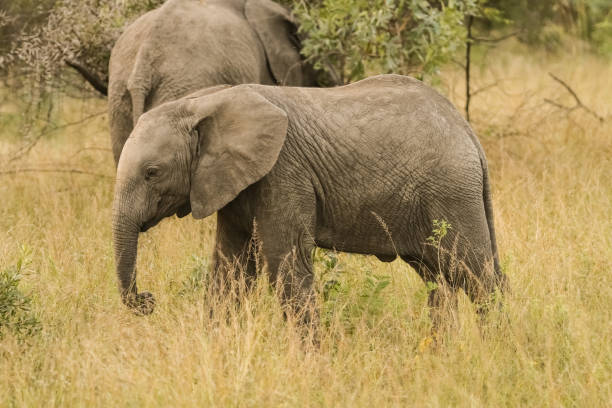 istock African Elephants in South African game reserve 981661242