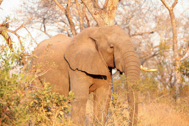 istock African Elephants in South African game reserve 981662350