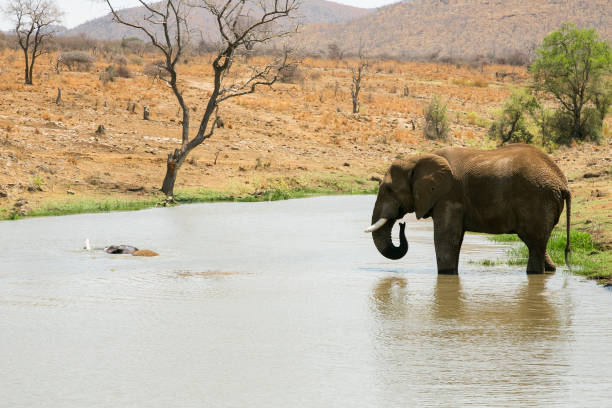 Aerial images of the Okavango Delta in Botswana. A herd of elephants are drinking at a watering hole.