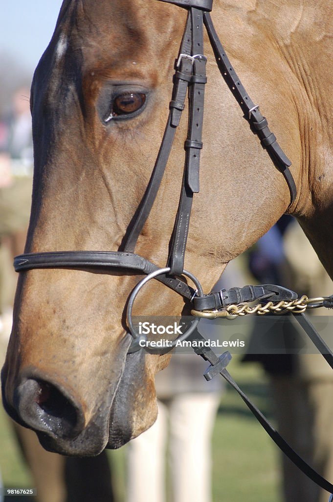 Cavallo da corsa - Foto stock royalty-free di Briglia