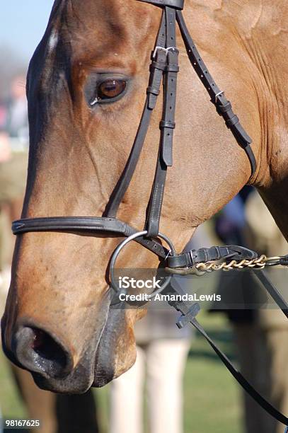 Cavallo Da Corsa - Fotografie stock e altre immagini di Briglia - Briglia, Cavallo - Equino, Cavallo baio