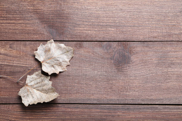 istock Autumn leafs on brown wooden table 981681356