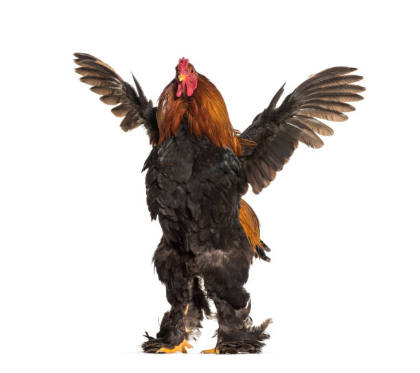 Brahma Rooster, standing against white background Brahma Rooster, standing against white background rooster open wings stock pictures, royalty-free photos & images
