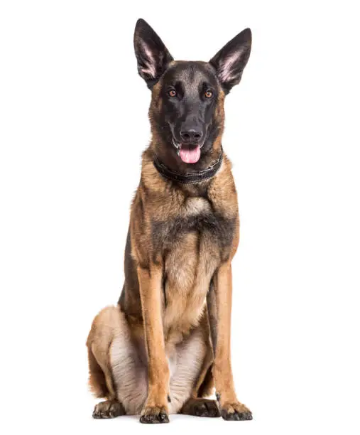 Malinois dog, 22 months old, sitting against white background