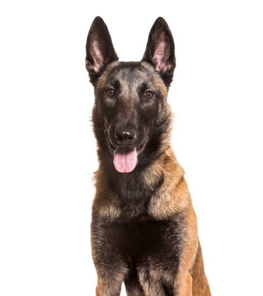 istock Malinois, 1 year old, sitting against white background 981701352