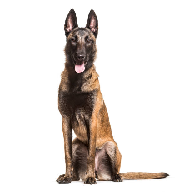 istock Malinois dog, 1 year old, sitting against white background 981703616