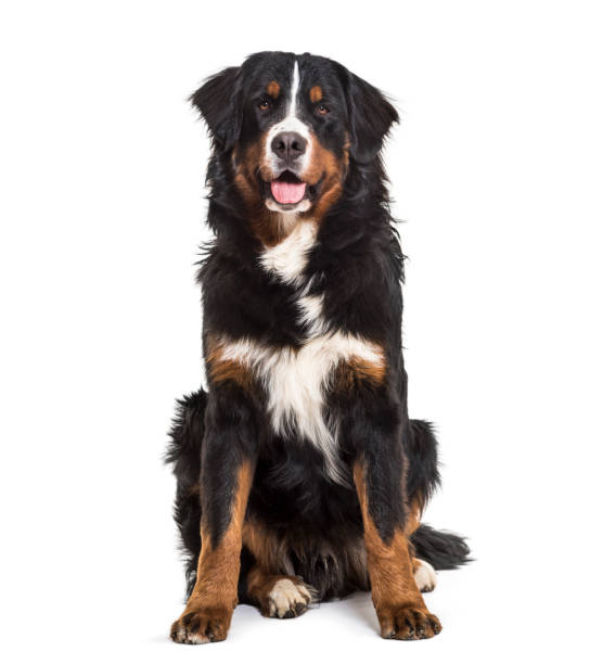istock Bernese Mountain Dog, 10 months old, sitting against white background 981703844