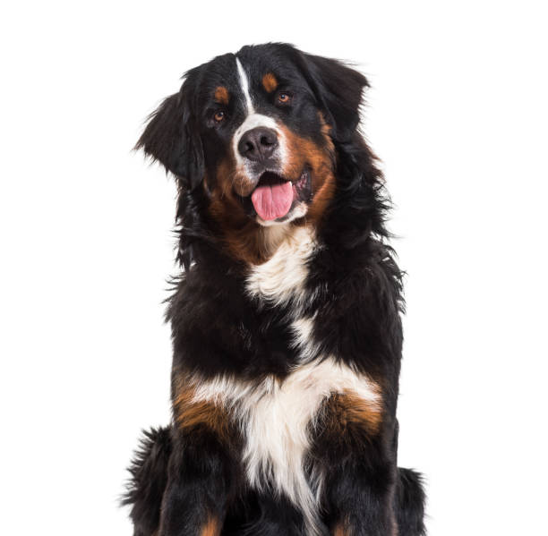 istock Bernese Mountain Dog, 10 months old, sitting against white background 981703862