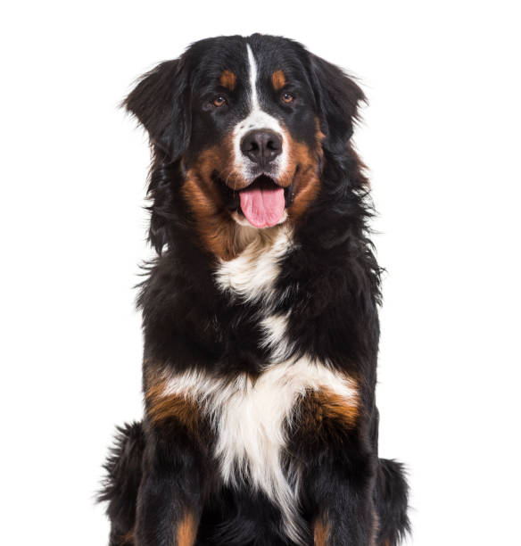 istock Bernese Mountain Dog, 10 months old, sitting against white background 981703890