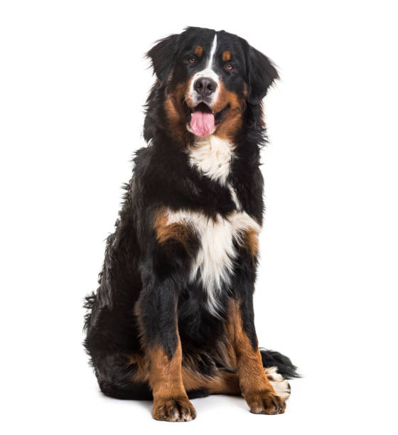 istock Bernese Mountain Dog, 10 months old, sitting against white background 981703896