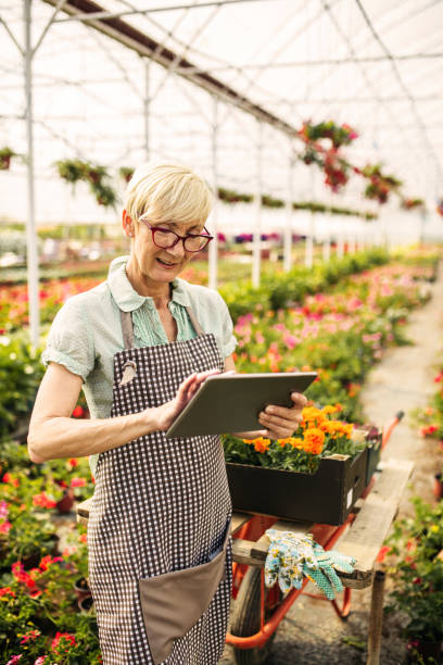 istock Senior woman gardener 981703920