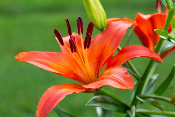 istock red and yellow lily blooms for the very first time 981708616