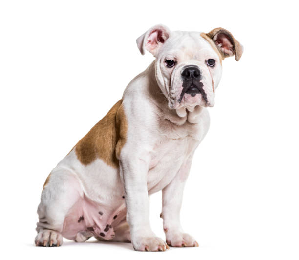 istock French Bulldog, 5 months old, sitting against white background 981708776