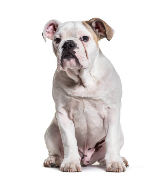 istock French Bulldog, 5 months old, sitting against white background 981708944