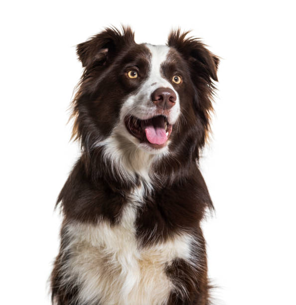 istock Border Collie dog, 2 years old, sitting against white background 981709052