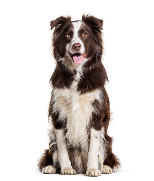 istock Border Collie dog, 2 years old, sitting against white background 981709056