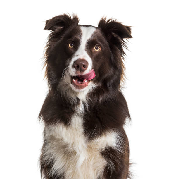 border collie cachorro, 2 anos de idade, lamber os lábios, sentado contra o fundo branco - belgian sheepdog - fotografias e filmes do acervo