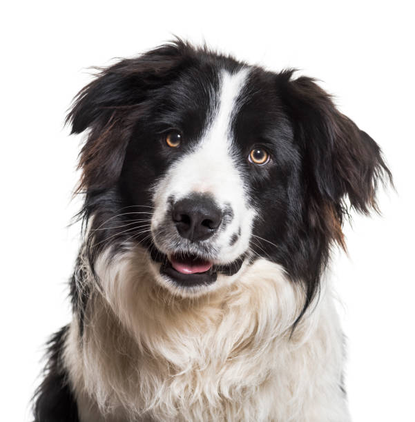 istock Border Collie dog, 9 months old, close up against white background 981709186
