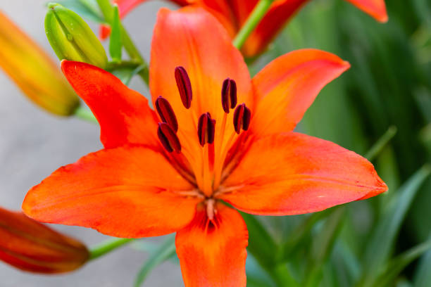 istock red and yellow lily blooms for the very first time 981709226
