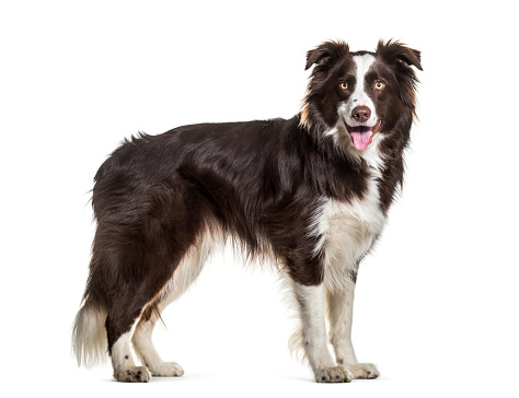 Border Collie dog, 2 years old, standing against white background