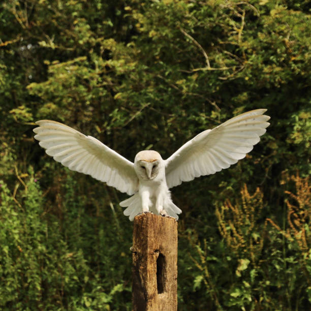 istock A picture of a Barn Owl landing on a post 981710212