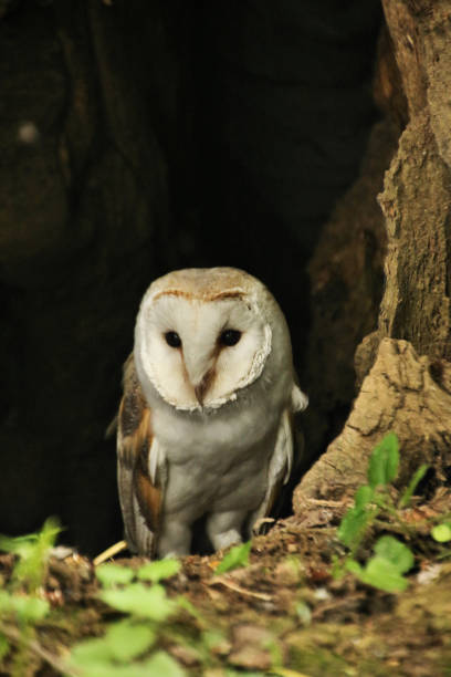 istock A picture of a Barn Owl in a tree 981710380