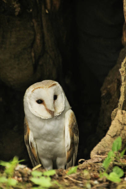 istock A picture of a Barn Owl in a tree 981710444
