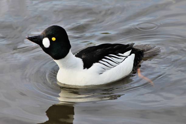istock A view of a Barrows Goldeneye Duck 981711616