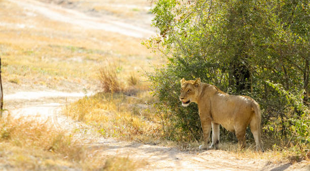 istock A Pride of African Lions in a Game Reserve 981712018