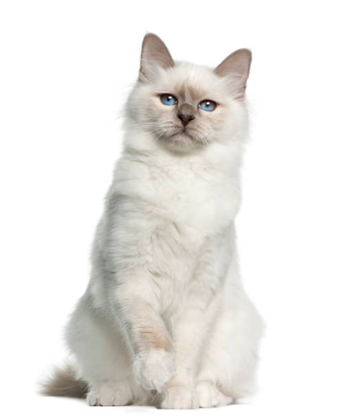 istock Birman portrait, 5 months old against white background 981716892