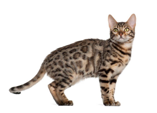istock Bengal kitten, 4 months old, standing in front of white background 981716962
