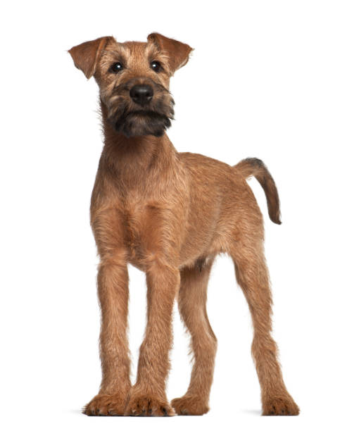 istock Irish Terrier puppy, 12 weeks old, standing against white background 981716990