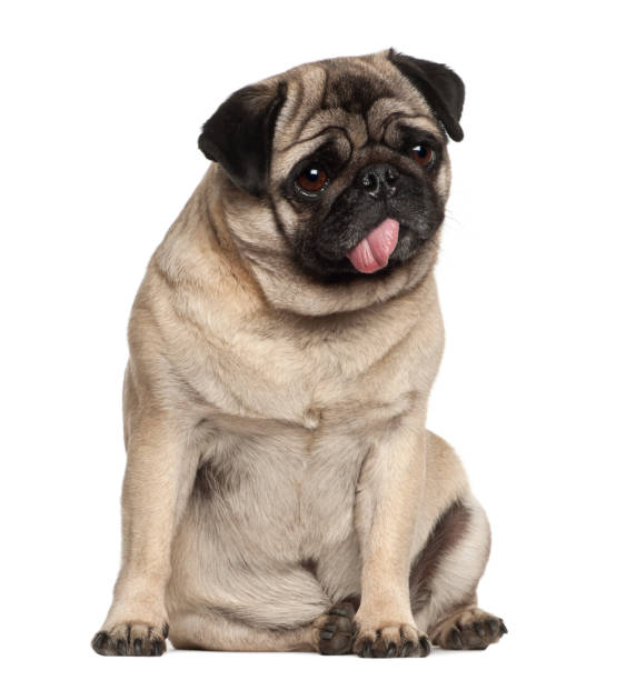 istock Pug, 4 years old, sitting against white background 981717208