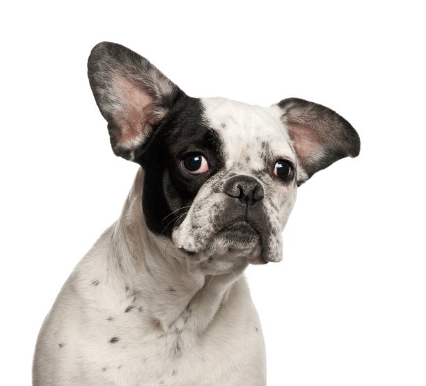 istock French Bulldog against white background 981717842