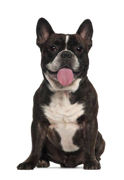 istock French Bulldog, 18 months old, sitting against white background 981717850